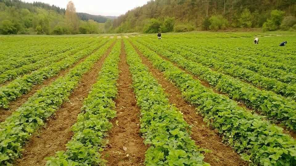 Разсад Ягоди - Азия, Скала, Клери и Други