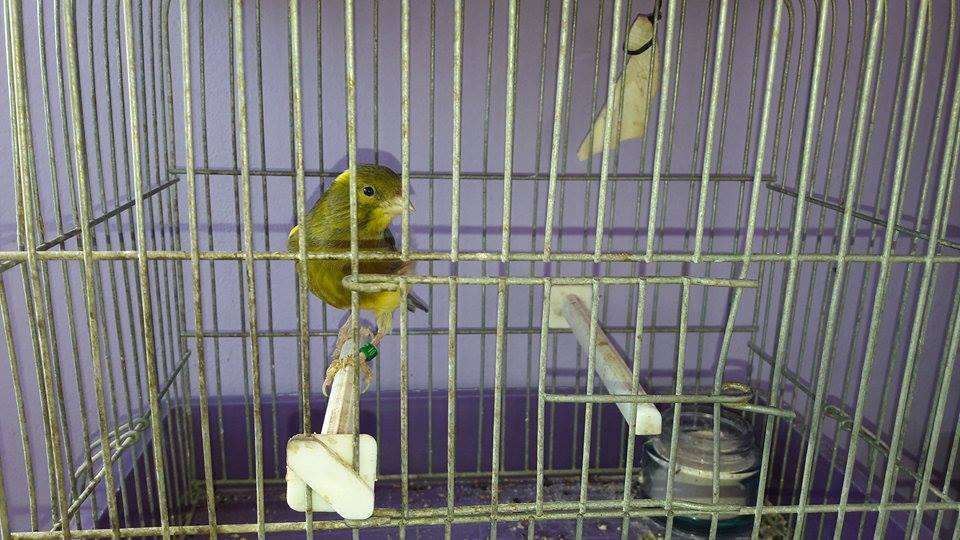 Canari de cantec si culoare