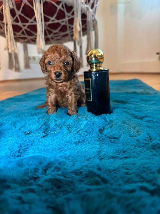 Poodle baietel jucăuș și iubitor