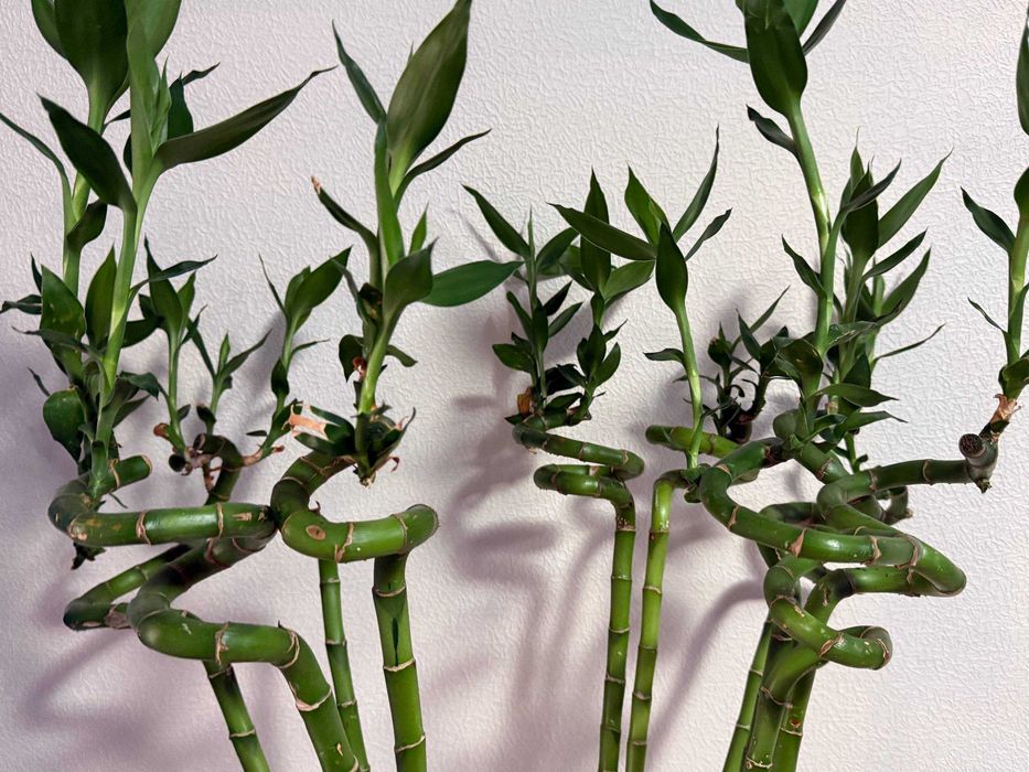 Продаётся «Бамбук счастья» (Dracaena sanderiana)