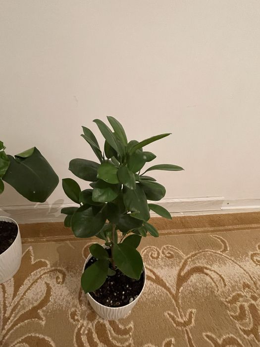 Үй гүлдері, продается комнатные растения