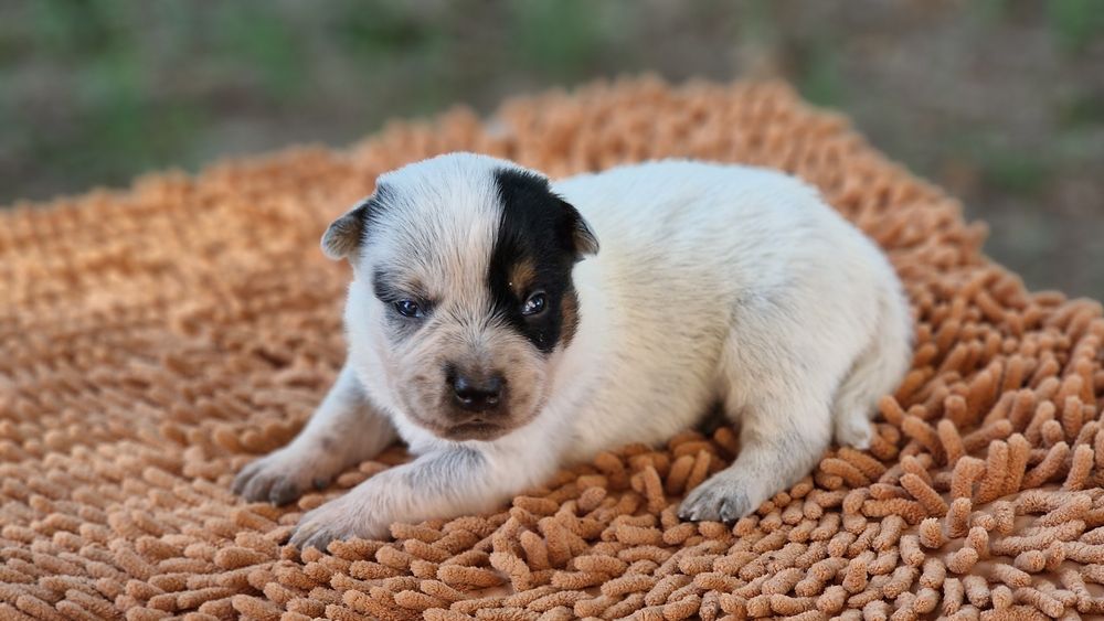 Australian Cattle Dog mascul