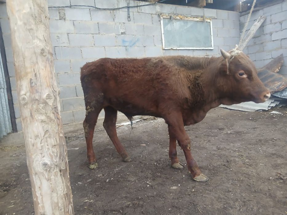 Продам бычка 11 мес.