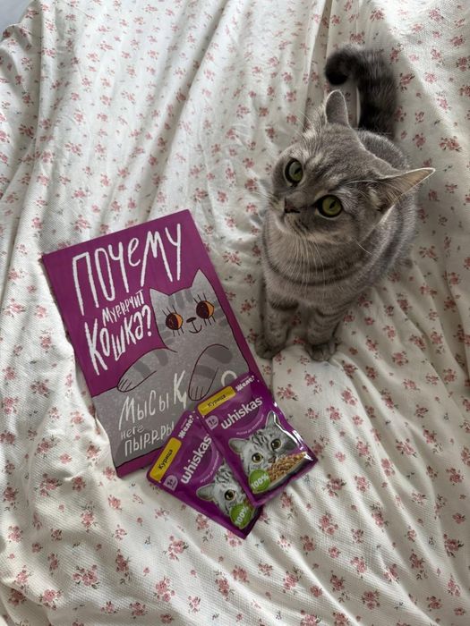 Кошка ищет дом!!