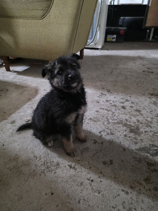 Отдам щенка немецкой породы