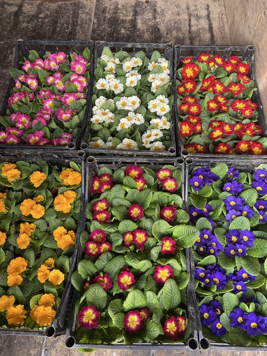 Mavsumiy gullar primula