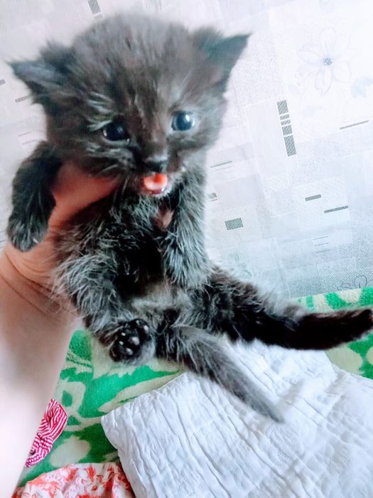 Отдам котят от шотландской