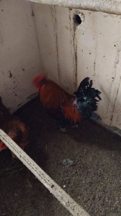 Петуха.         .