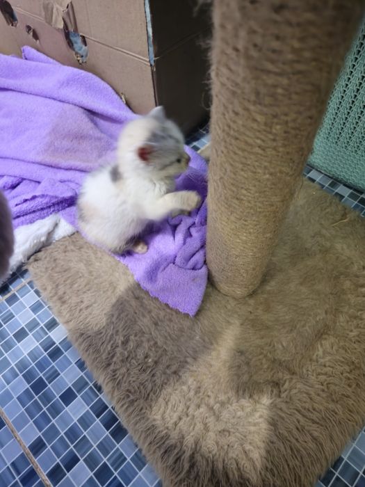 Отдам котят в добрые руки.