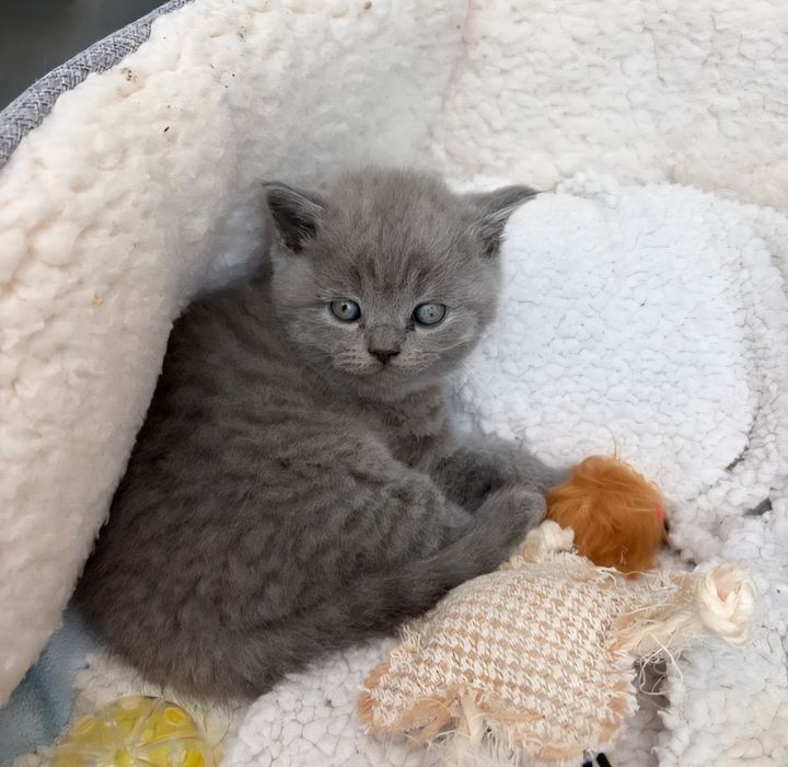 British shorthair felisa autorizata