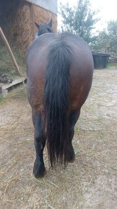 Cal de vânzare Prahova