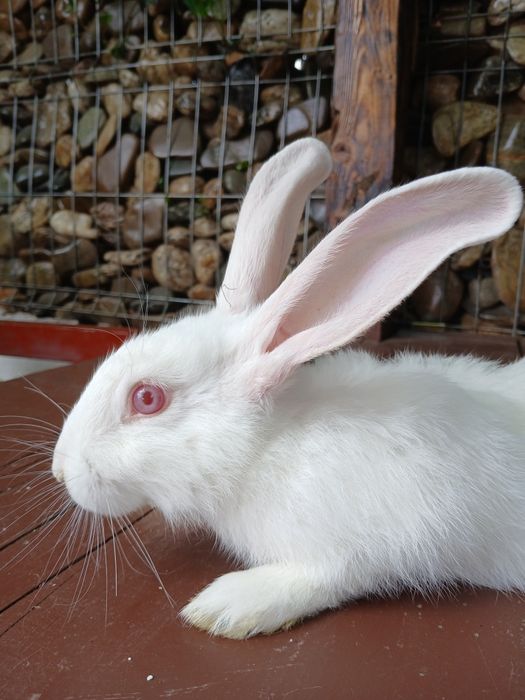 Vând iepuri de 3 luni,   am 10 bucăți !!