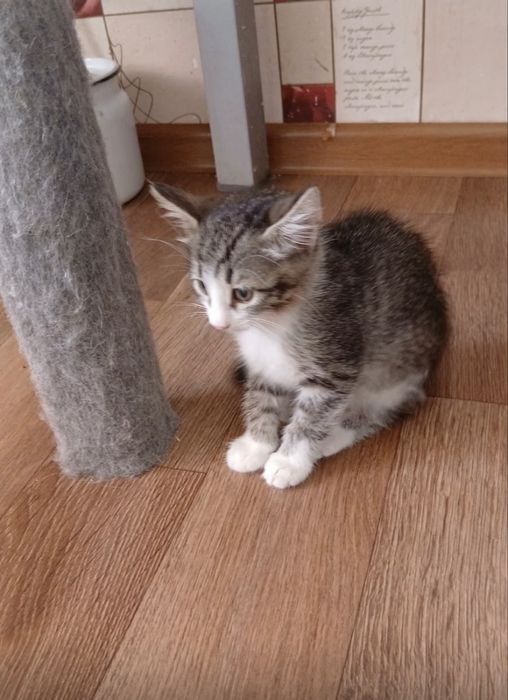 Котенок в добрые руки