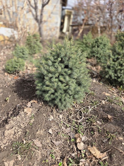 Срочно продам тянь-шаньские ели 50-70 см