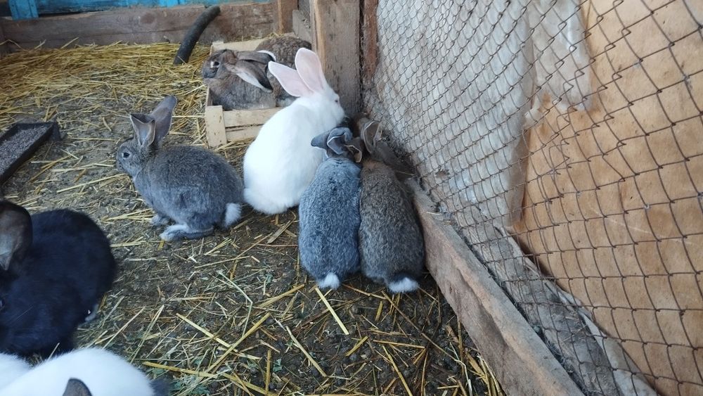 Продаются кролики