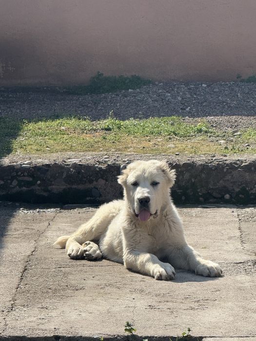 Продается алабай сука