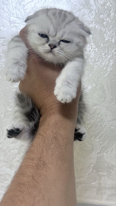 Котенок вислоухий котенок