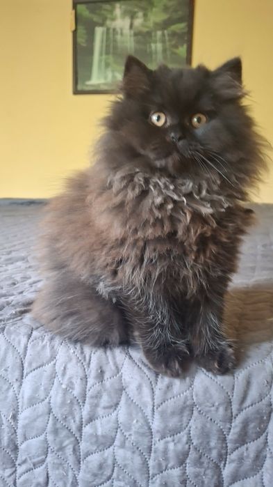 Персийски котета