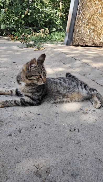 Котята 3 мальчика и 1 девочка очень красивые