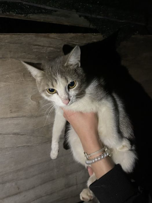отдам в добрые руки