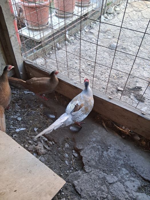 Vand sau schimb cu pauni