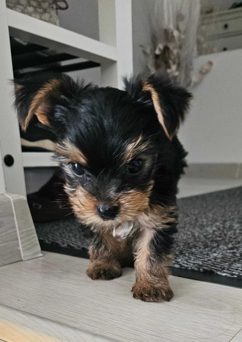 Yorkshire Terrier