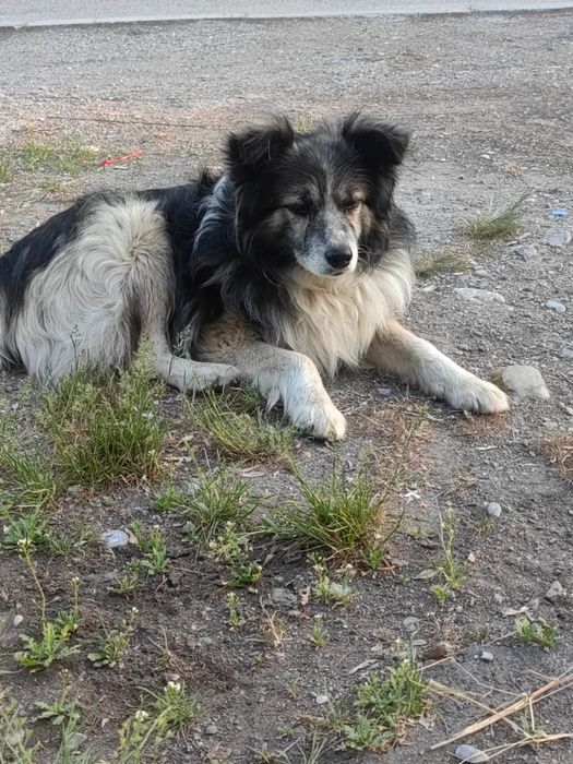 Собачки в добрые руки!