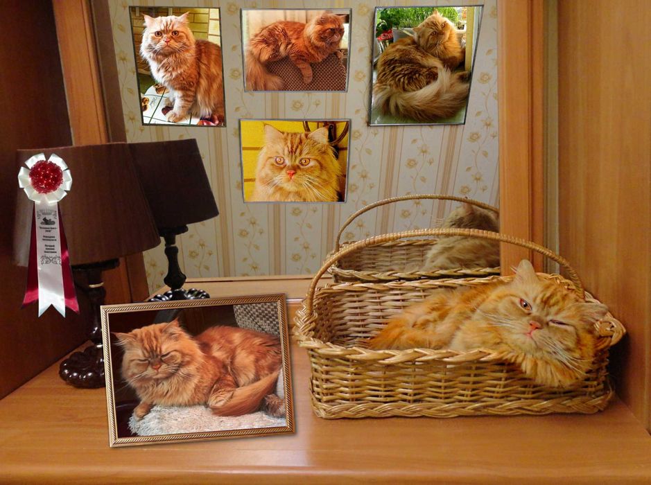 ВЯЗКА: кот Скоттиш Хайленд Страйт.