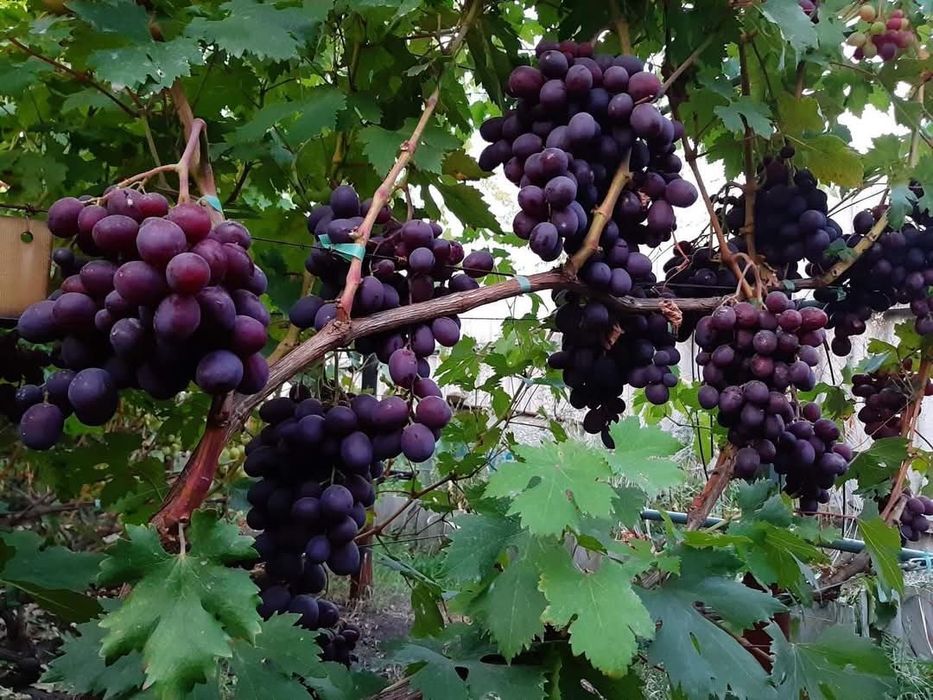 Vita de vie soiuri pentru boltă