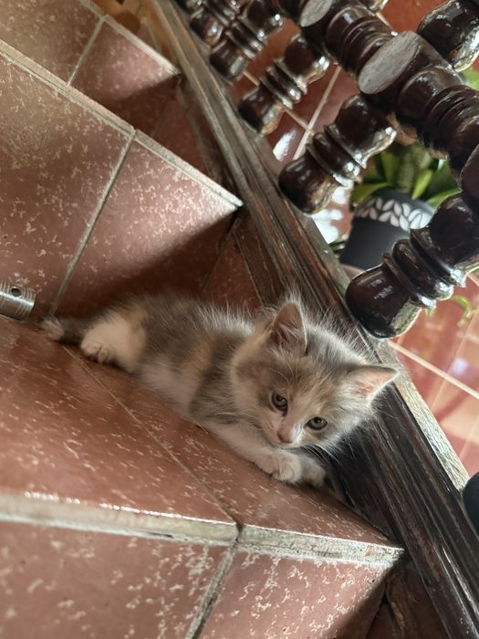 Отдам даром котят в хорошие руки