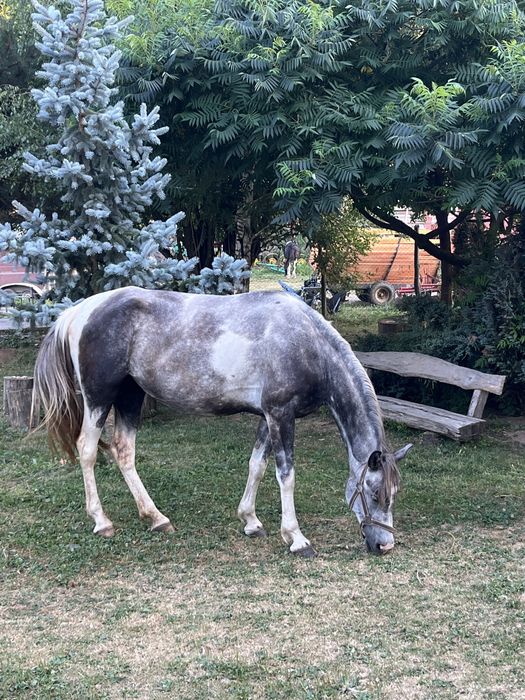 Vand mânji painthorse diferite varste , iepe si armasar.