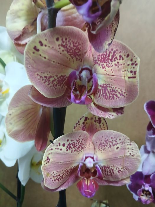 Орхидеи качество Голландия