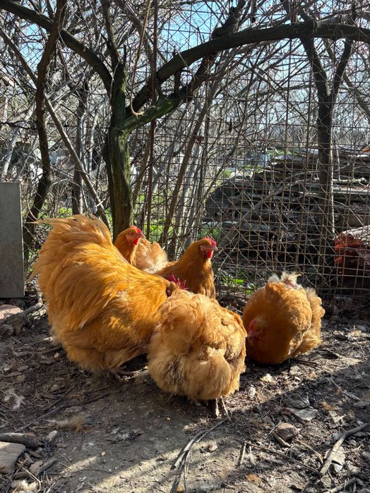 Orpington galben 2024-2023