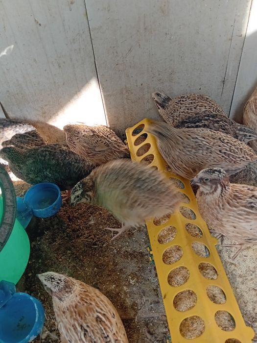 Prepelite Jumbo Gold de 5 saptamani