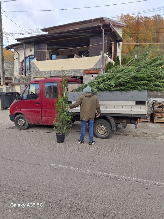 Vând și livrez tuia leylandii la oferta