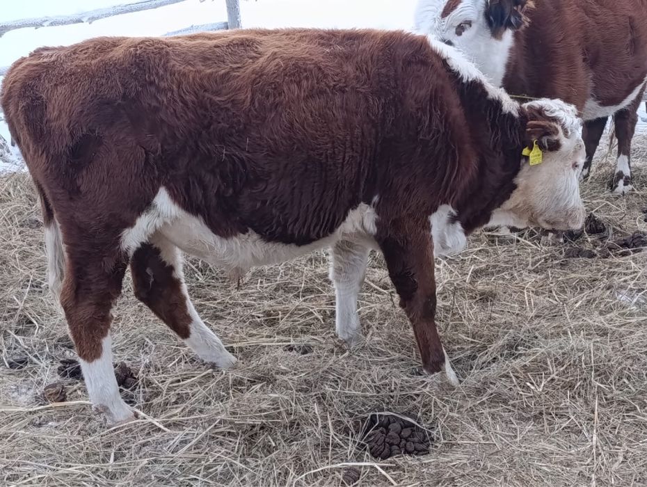 Соғым сатылады жас мал