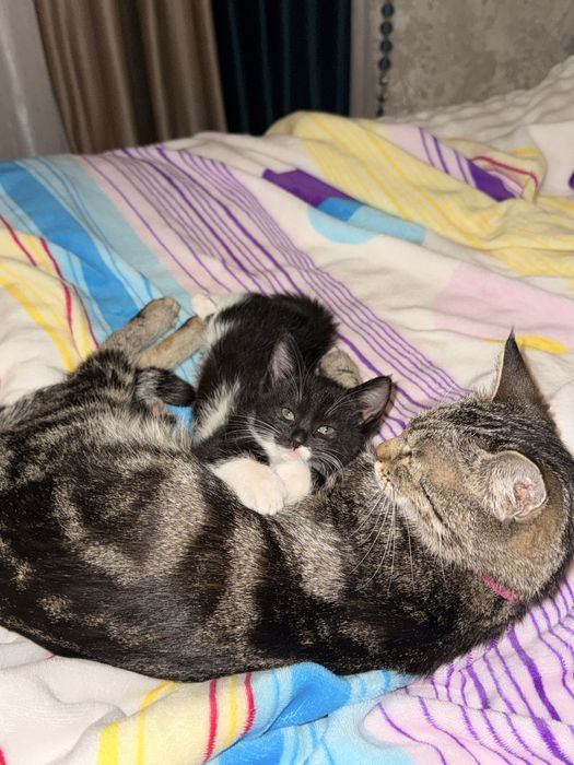 киз бола 1,5 ойлик латок билади корм йиди