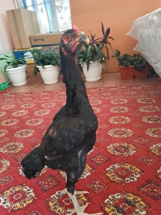 Зор мекен сатылады