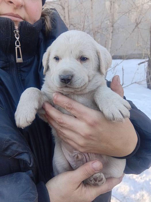 Малыши  ищут дом