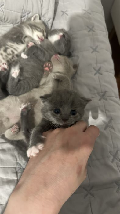 Продаю котенок породистых