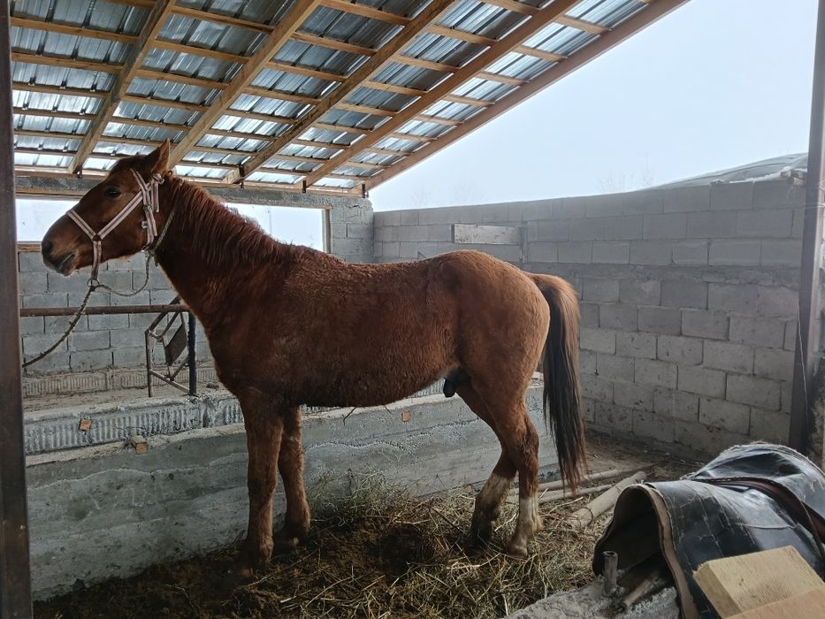 Дөнен сатылады мінгі