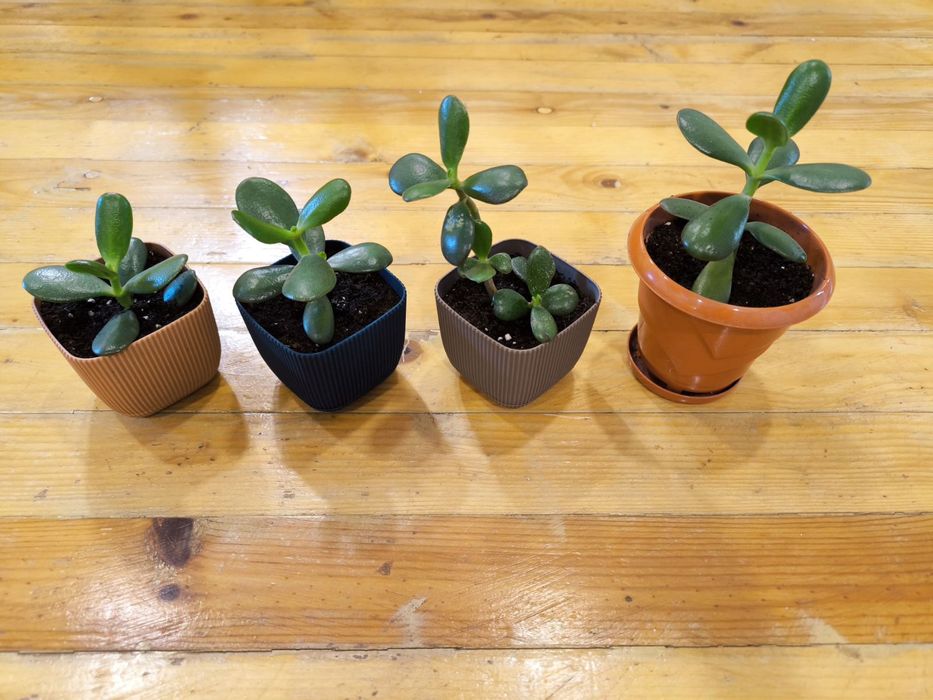 Дърво на живота и гастерия