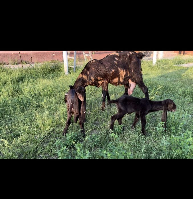 Камори ешкі сатылады..