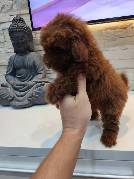 Пудел Той/Poodle Toy