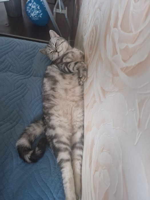 Отдам кошку в добрые руки