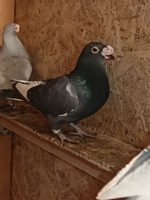 vând porumbei voiajori italie si duduros