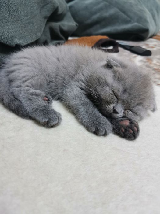 Продам красивых  котят