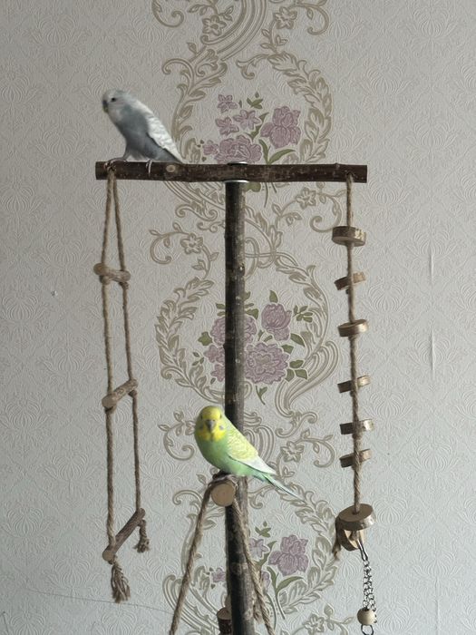 Пара ручных волнистые попугаи