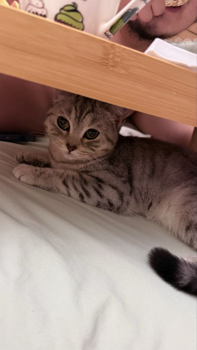 Шотландская прямоухая