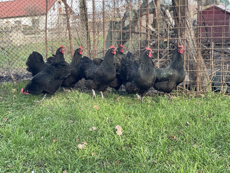 Pui gaini Australorp negru